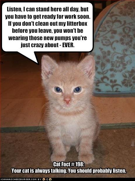 http://icanhascheezburger.files.wordpress.com/2008/12/funny-pictures-you-should-listen-to-your-cat-more-often.jpg